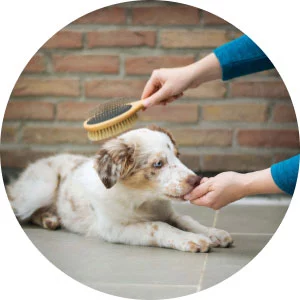 Pet Street